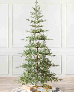 Hot Alpine Balsam Fir Trees 7 - 7.5 Feet|Under 6 Feet
