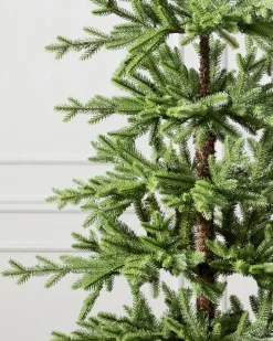 Hot Alpine Balsam Fir Trees 7 - 7.5 Feet|Under 6 Feet