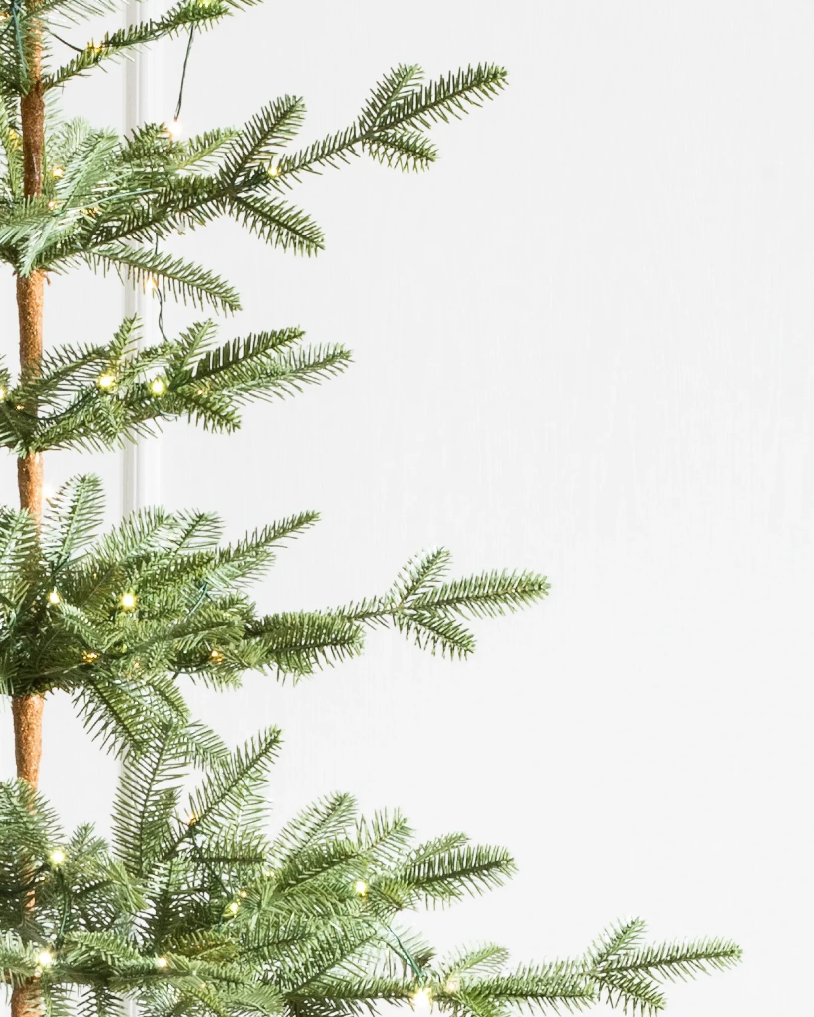 Hot Alpine Balsam Fir Trees 7 - 7.5 Feet|Under 6 Feet