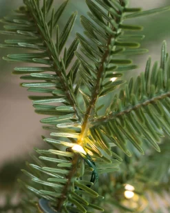 Hot Alpine Balsam Fir Trees 7 - 7.5 Feet|Under 6 Feet