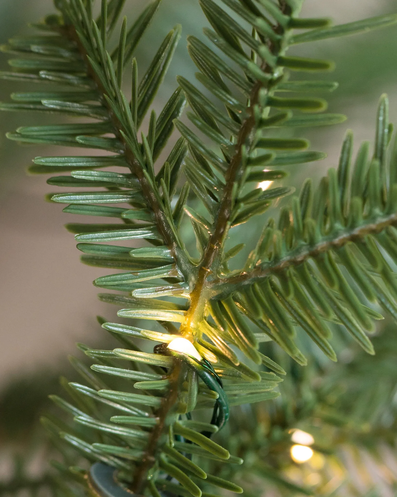 Hot Alpine Balsam Fir Trees 7 - 7.5 Feet|Under 6 Feet