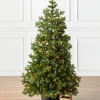 New Baby Yukon Spruce® Potted Trees Outdoor Safe