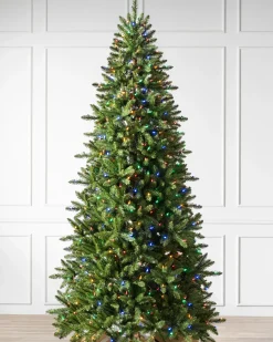 Berkshire Mountain Fir Trees 7 - 7.5 Feet|Under 6 Feet