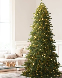 Berkshire Mountain Fir Trees 7 - 7.5 Feet|Under 6 Feet