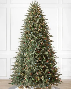 Hot BH Blue Spruce Trees 7 - 7.5 Feet|8 - 9 Feet