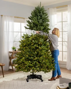 Hot BH Blue Spruce Trees 7 - 7.5 Feet|8 - 9 Feet