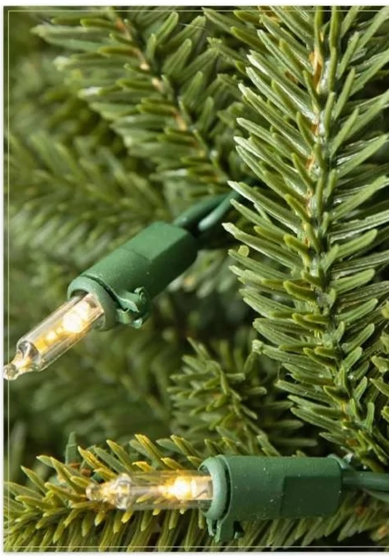 Outlet BH Fraser Fir Foliage 18 - 24 Inch|26 - 28 Inch