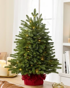 Online BH Fraser Fir® Tabletop Tree Tabletop & Accent Trees