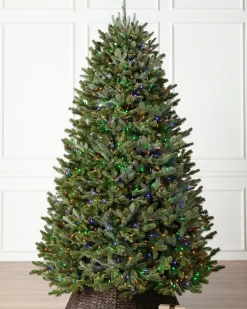 New BH Fraser Fir Trees 7 - 7.5 Feet|7 - 7.5 Feet