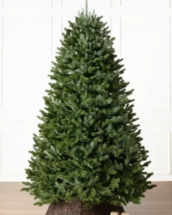 New BH Fraser Fir Trees 7 - 7.5 Feet|7 - 7.5 Feet