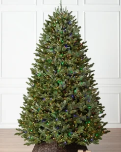 New BH Fraser Fir Trees 7 - 7.5 Feet|7 - 7.5 Feet