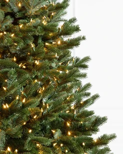 New BH Fraser Fir Trees 7 - 7.5 Feet|7 - 7.5 Feet