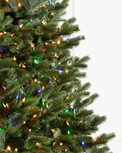 New BH Fraser Fir Trees 7 - 7.5 Feet|7 - 7.5 Feet