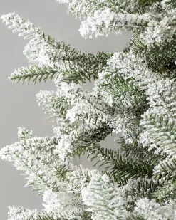 Hot BH Frosted Balsam Fir Trees 7 - 7.5 Feet|6 - 6.5 Feet