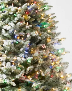Hot BH Frosted Balsam Fir Trees 7 - 7.5 Feet|6 - 6.5 Feet