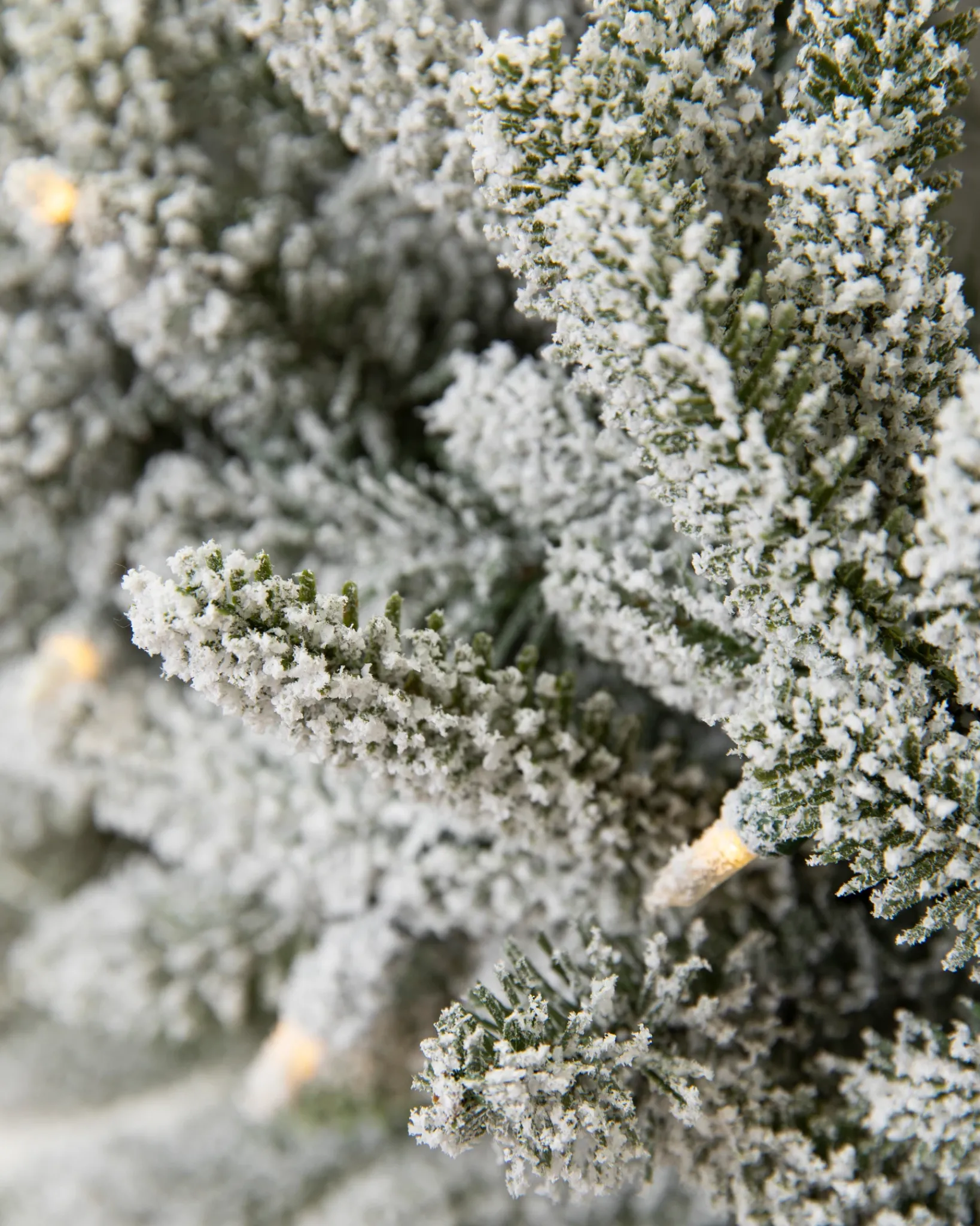 BH Frosted Fraser Fir® Foliage 5 - 7 Feet|Pre-Lit