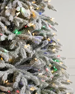 New BH Frosted Fraser Fir® Trees 7 - 7.5 Feet|Under 6 Feet