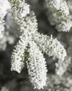New BH Frosted Fraser Fir® Trees 7 - 7.5 Feet|Under 6 Feet