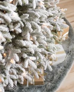 New BH Frosted Fraser Fir® Trees 7 - 7.5 Feet|Under 6 Feet