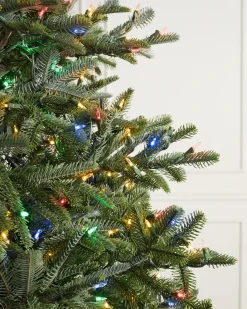 Clearance BH Nordmann Fir Trees 7 - 7.5 Feet|6 - 6.5 Feet