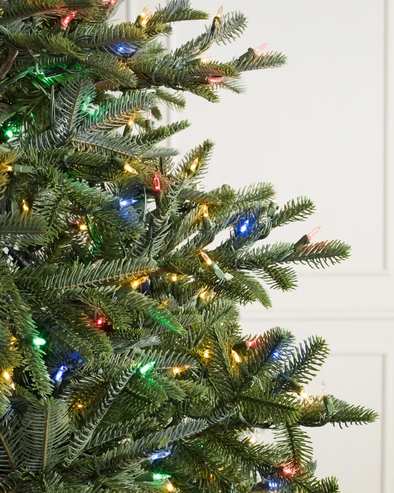 Clearance BH Nordmann Fir Trees 7 - 7.5 Feet|6 - 6.5 Feet