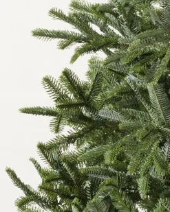 Clearance BH Nordmann Fir Trees 7 - 7.5 Feet|6 - 6.5 Feet