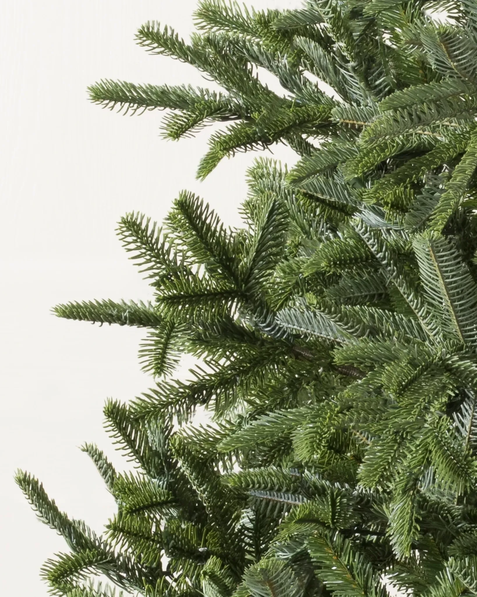Clearance BH Nordmann Fir Trees 7 - 7.5 Feet|6 - 6.5 Feet