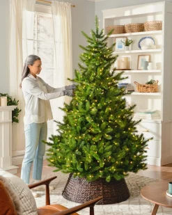 Clearance BH Nordmann Fir Trees 7 - 7.5 Feet|6 - 6.5 Feet