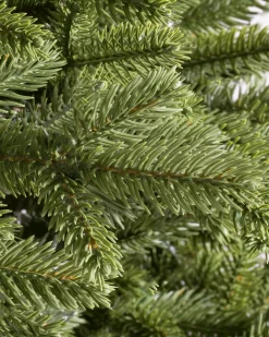 Online BH Norway Spruce Trees 7 - 7.5 Feet|Under 6 Feet