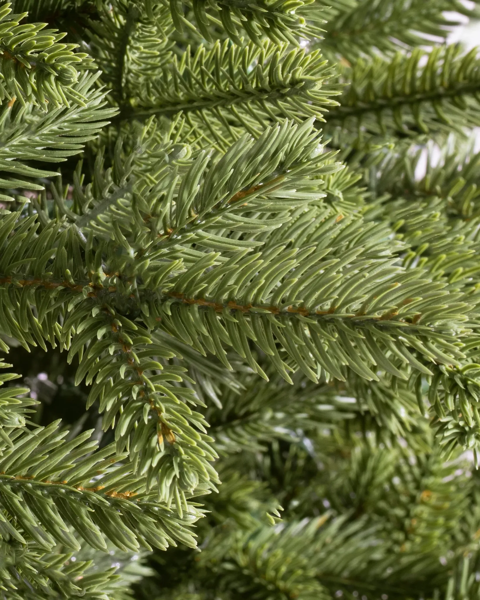 Online BH Norway Spruce Trees 7 - 7.5 Feet|Under 6 Feet