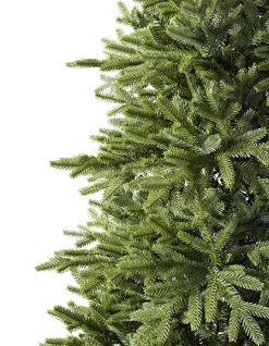 Online BH Norway Spruce Trees 7 - 7.5 Feet|Under 6 Feet