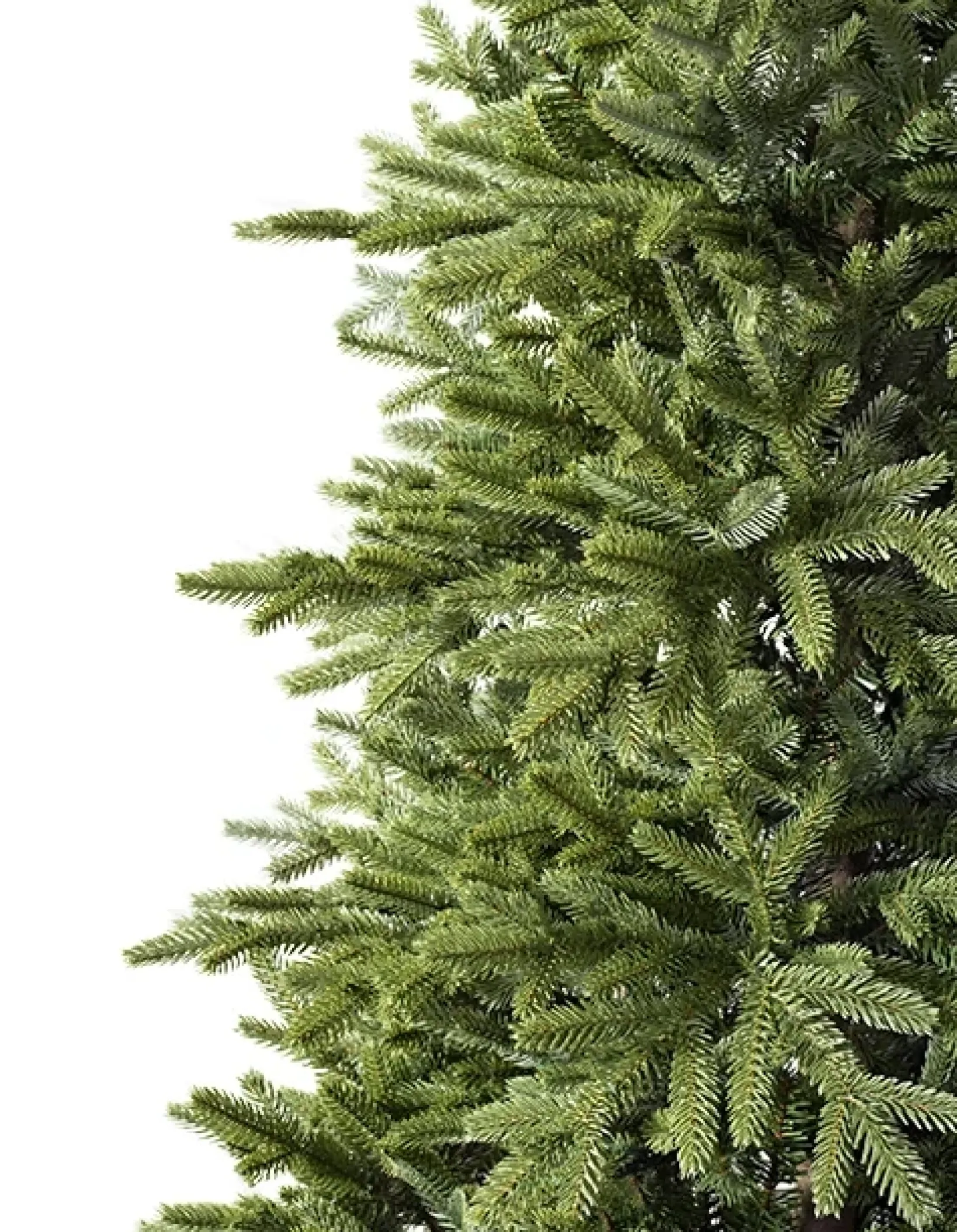 Online BH Norway Spruce Trees 7 - 7.5 Feet|Under 6 Feet