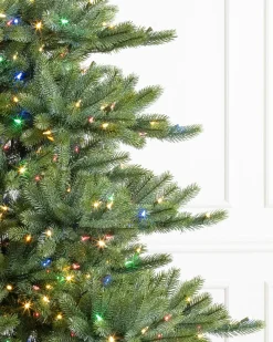 Best Biltmore® Spruce Trees 7 - 7.5 Feet|6 - 6.5 Feet