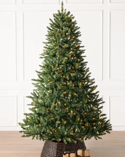 Hot Classic Evergreen Spruce Trees 7 - 7.5 Feet|6 - 6.5 Feet
