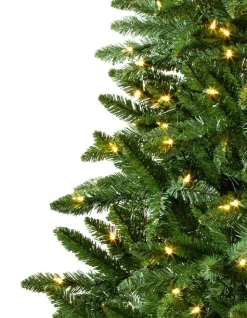 Hot Classic Evergreen Spruce Trees 7 - 7.5 Feet|6 - 6.5 Feet