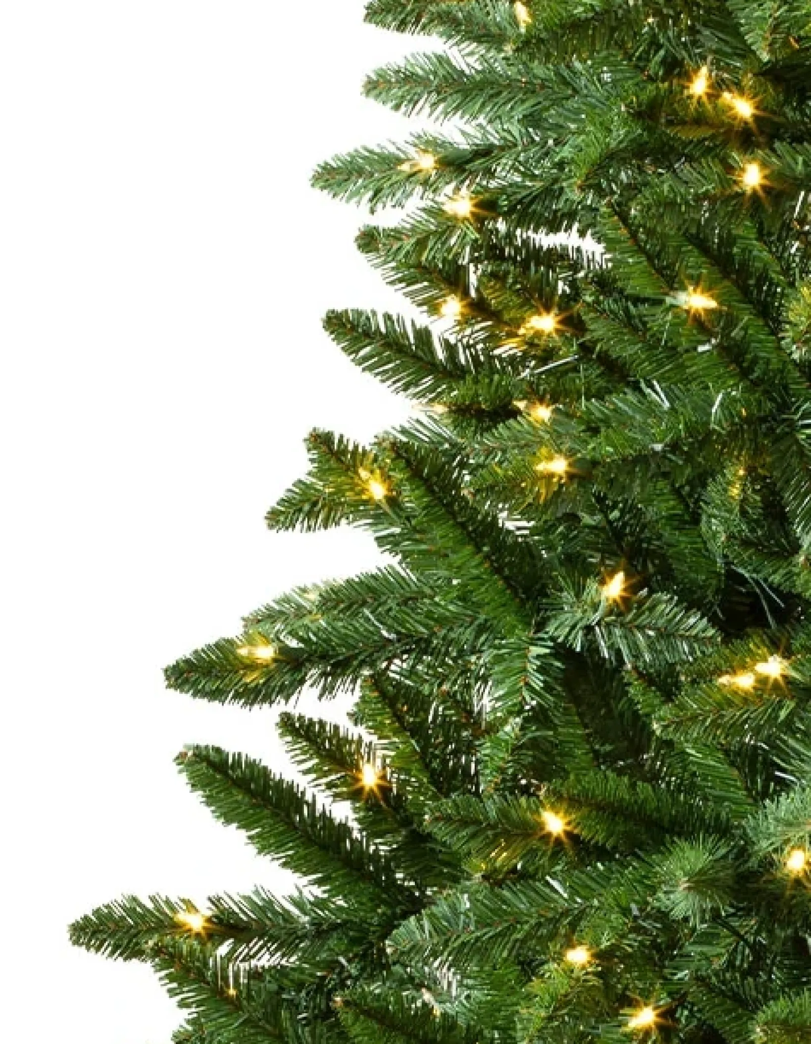 Hot Classic Evergreen Spruce Trees 7 - 7.5 Feet|6 - 6.5 Feet