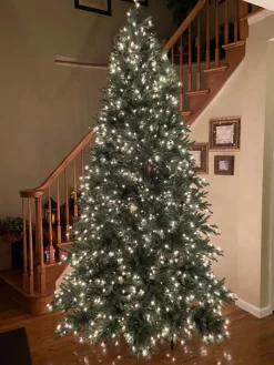 Sale Colorado Mountain Spruce® Trees 7 - 7.5 Feet|Pre-Lit