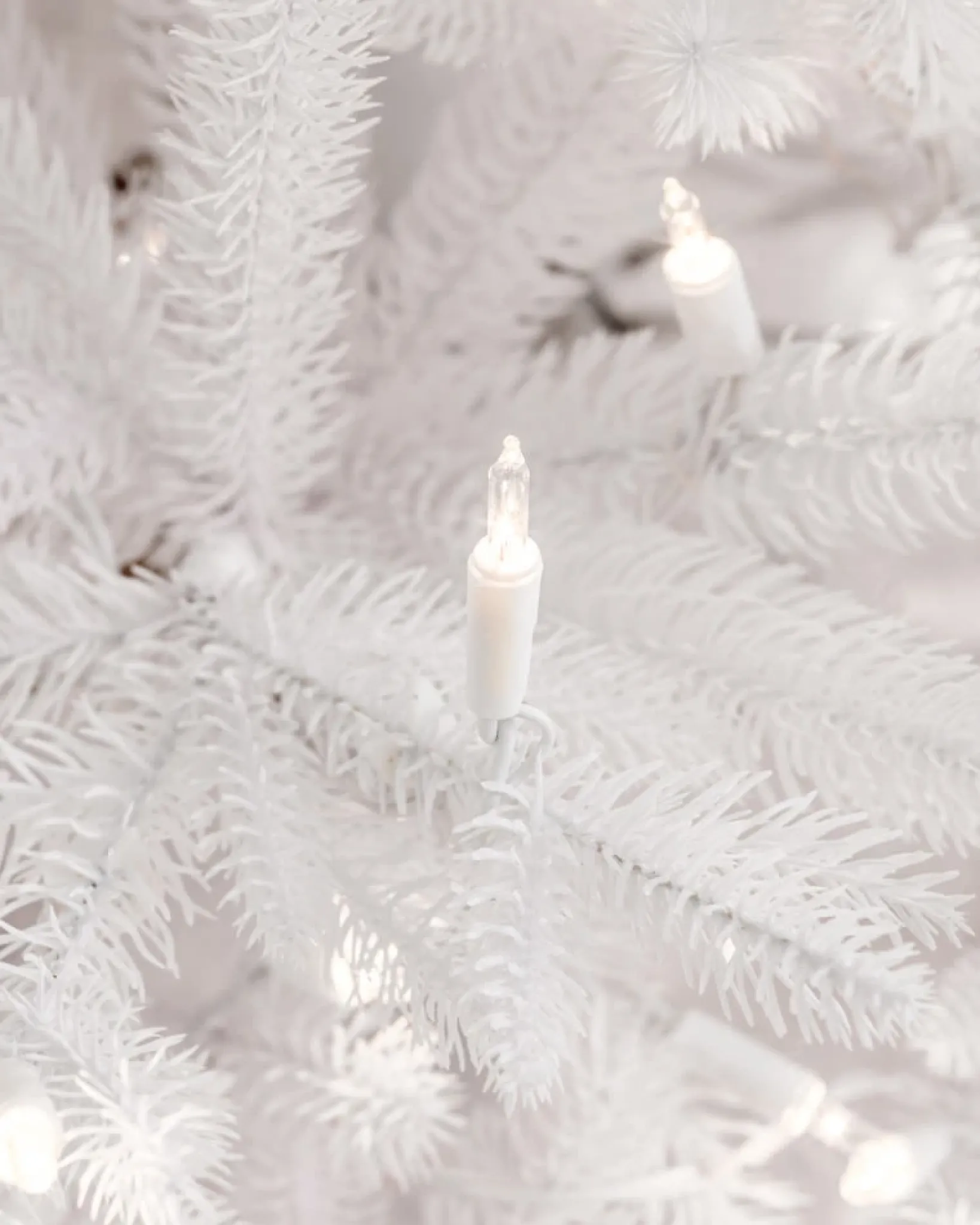Hot Denali White® Trees 7 - 7.5 Feet|6 - 6.5 Feet
