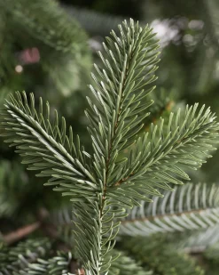 Discount European Fir Trees 7 - 7.5 Feet|Under 6 Feet