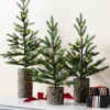 Hot Evergreen Saplings Tabletop Trees Tabletop & Accent Trees
