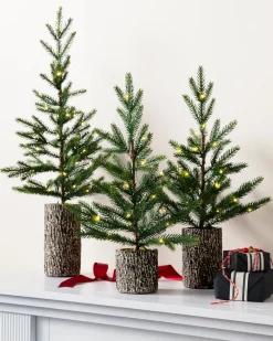 Hot Evergreen Saplings Tabletop Trees Tabletop & Accent Trees