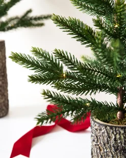 Hot Evergreen Saplings Tabletop Trees Tabletop & Accent Trees