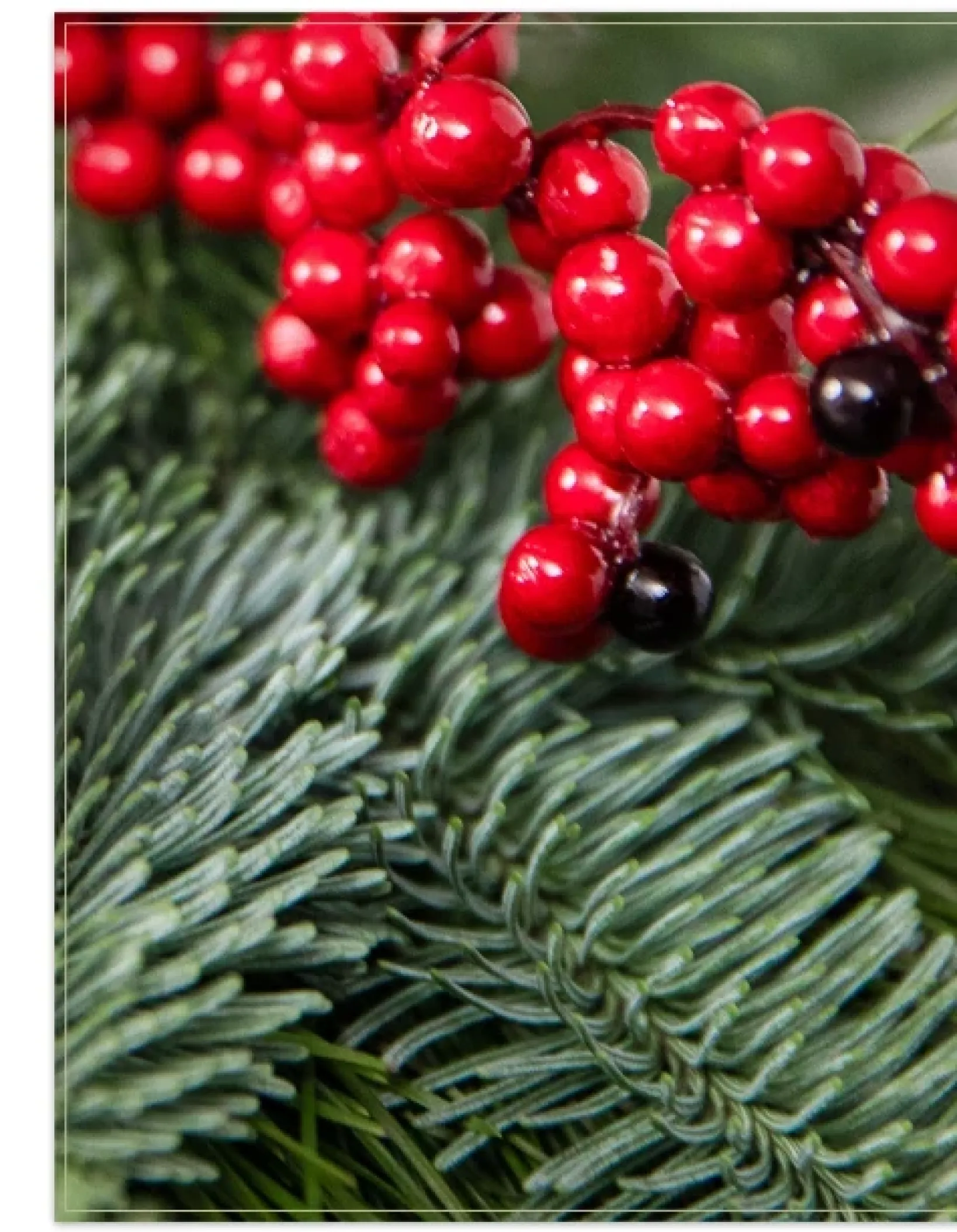 New Fresh Cedar Forest Foliage 18 - 24 Inch|Outdoor Safe