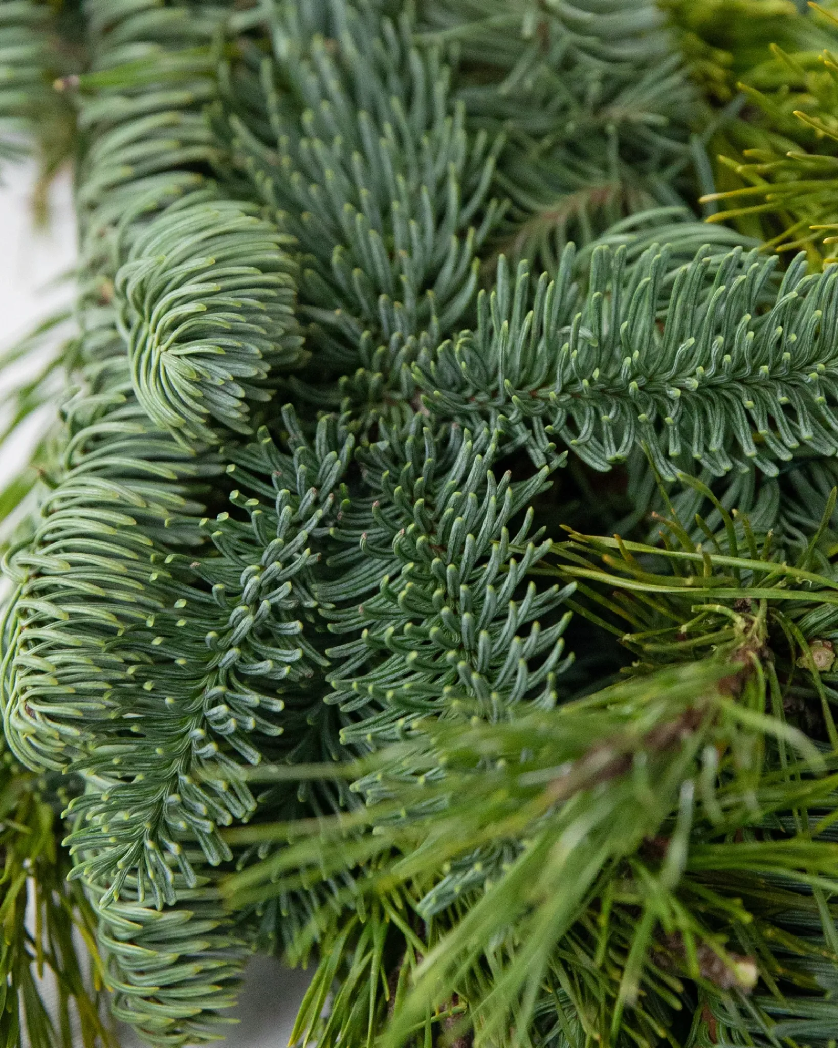 Sale Fresh Noble Fir Woodland Foliage 18 - 24 Inch|Outdoor Safe