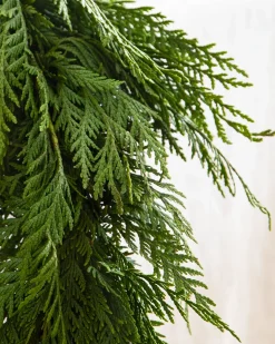 New Fresh Wispy Cedar Foliage 5 - 7 Feet|8 - 10 Feet