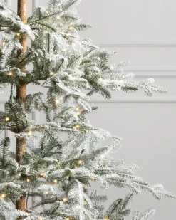 Hot Frosted Alpine Balsam Fir Trees 7 - 7.5 Feet|Under 6 Feet