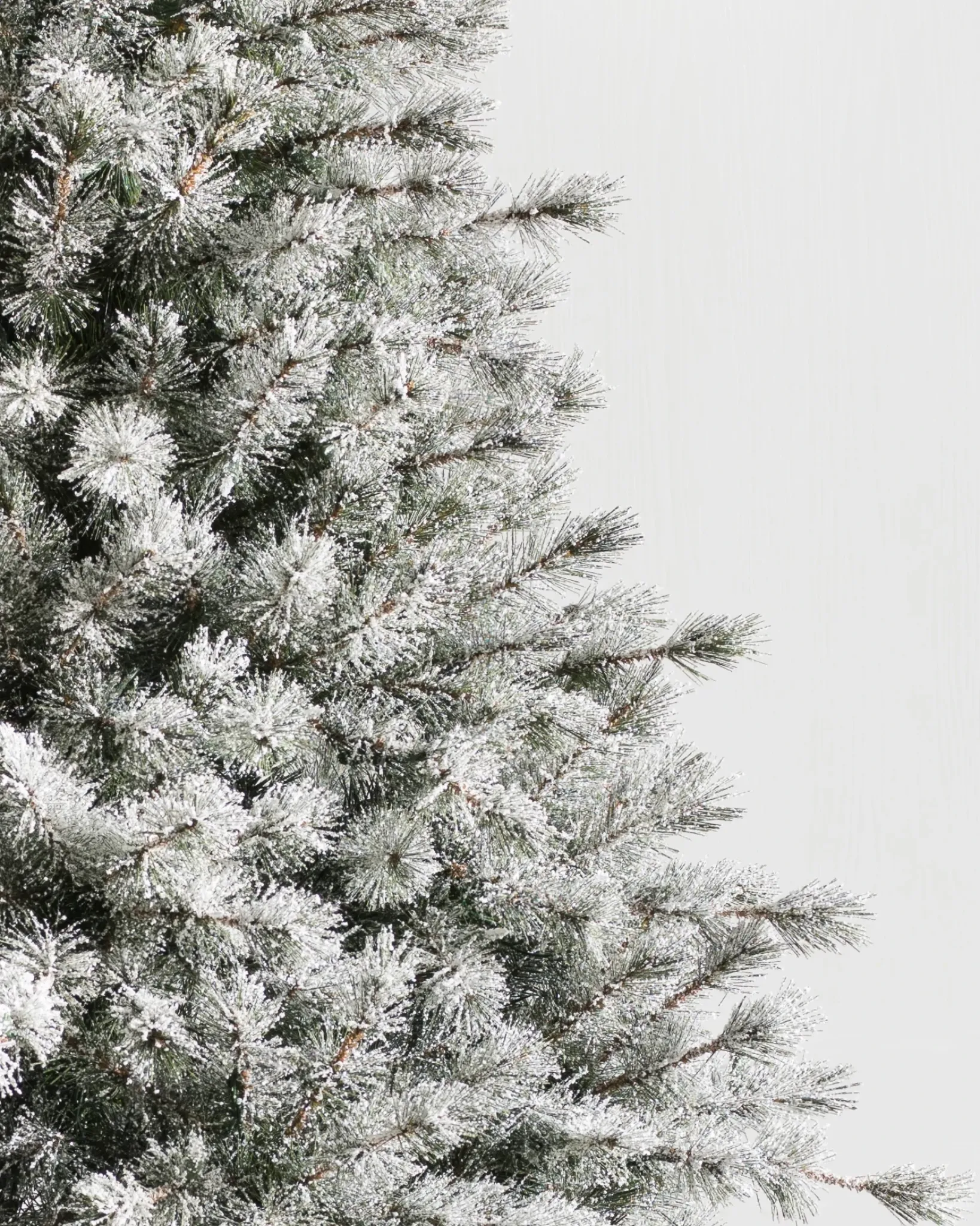 Best Frosted Sugar Pine Trees 7 - 7.5 Feet|Unlit