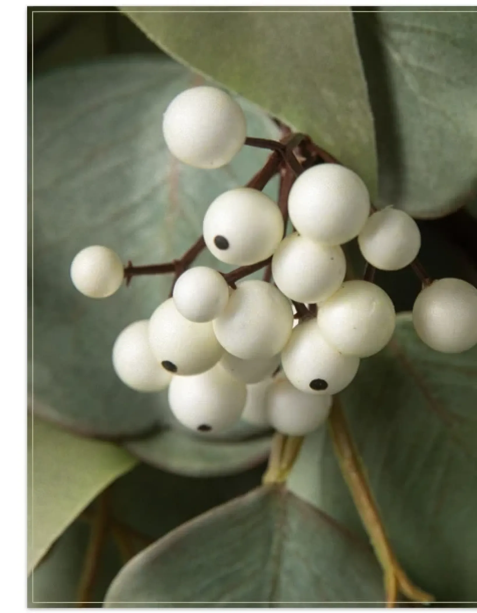 New Mixed Eucalyptus Foliage Indoor|Wreaths