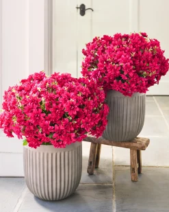 Best Outdoor Fluted Planters Topiaries & Potted Flowers