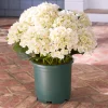 Best Outdoor Hydrangea Harmony Foliage Wreaths|Outdoor Décor